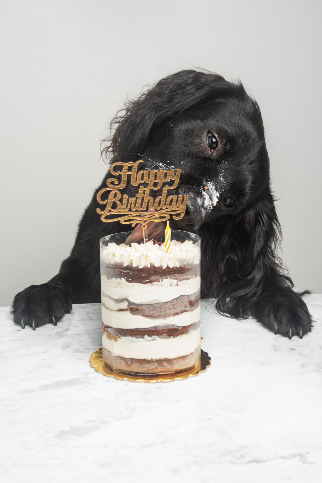 PET BAKERY | LA COCINA DE RAYO 🐶🎂