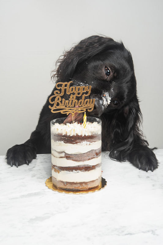 PET BAKERY | LA COCINA DE RAYO 🐶🎂